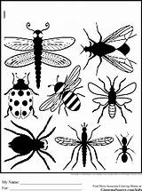 Coloring Pages Bug Bugs Insect Print Insects Printable Color Printables Preschool Kids Outline Silhouette Insekten Coloriage Insecte Getcolorings Coloriages Garden sketch template