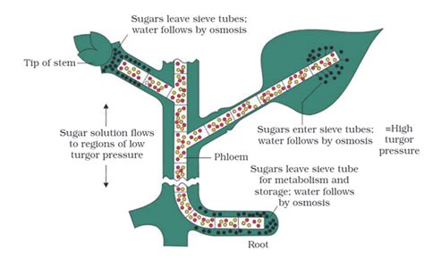 The Form Of Sugar Transported Through Phloem Is