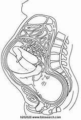 Uterus Gravid Coloring Womb Ultrasound Drawing Pages Baby Getdrawings Template Pregnancy Fetus Anatomy sketch template