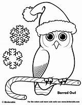 Coloring Pages Owl Christmas Birdorable Printable Barred Cute Dibujos Navidad Owls Holiday Kids Birds Para Cartoon Origami Book Bird Winter sketch template