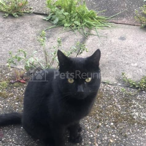found cat black cat wednesbury area west midlands