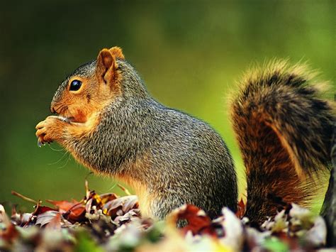 squirrel wallpapers pets cute  docile