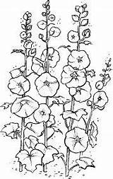 Hollyhocks Drawing Flowers Drawings Flower Watercolor Sketches Hollyhock Stampin sketch template