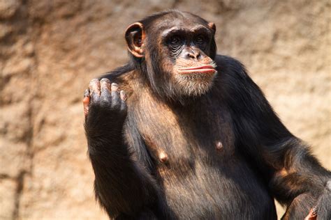 schimpanse foto bild natur tier tiere bilder auf fotocommunity
