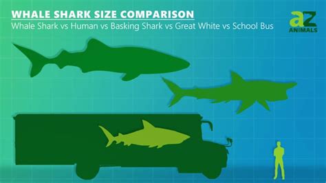 whale shark size comparison  largest shark unianimal