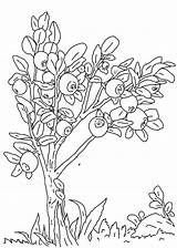 Coloring Pages Blueberries Coloringtop sketch template