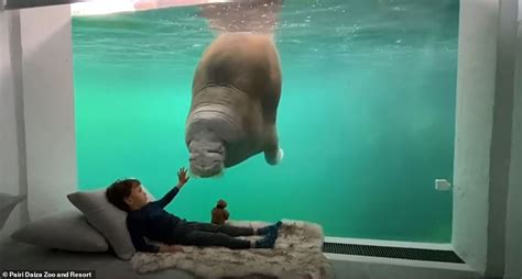belgian zoo opens suite  views   walrus tank big world tale