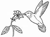 Coloring Pages Bird Birds Hummingbird Colour Adult Humming Printable Flying Colouring Popular Coloringhome Gif Kids Comments Disney Discover sketch template