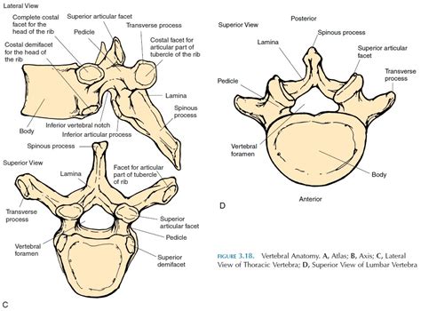 characteristics  vertebrae   regions vertebral column