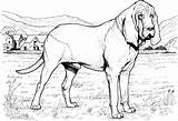 Dog Coloring Pages Hound Breed sketch template