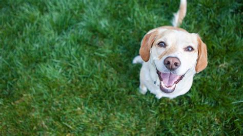 study reveals scientific reason  dog  happy    abc los angeles