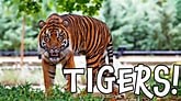 Bildergebnis für Tiger Kinder. Größe: 165 x 92. Quelle: www.youtube.com