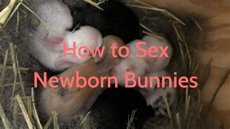 How To Sex Newborn 0 2 Weeks Bunnies Youtube