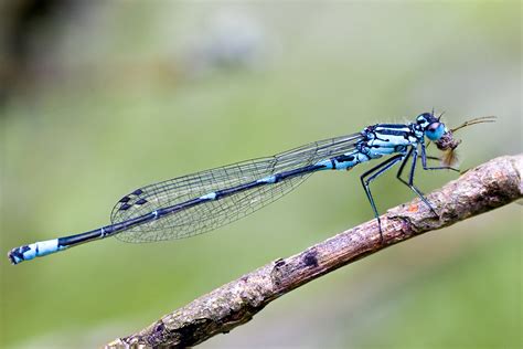 researchers discover     menu  dragonflies