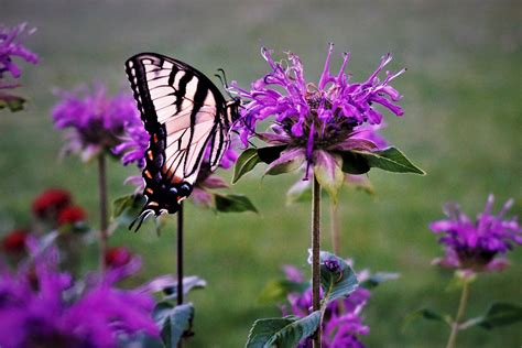 summer time butterfly on wild flower third quarter 2019