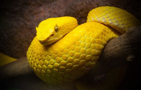 baggrunde dyr slange gul hugorme blomst  px taet pa makrofotografering