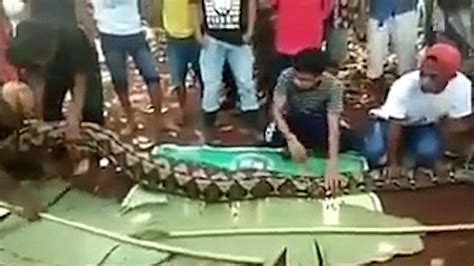 Watch Woman Found Swallowed Whole By Enormous Python Metro Video