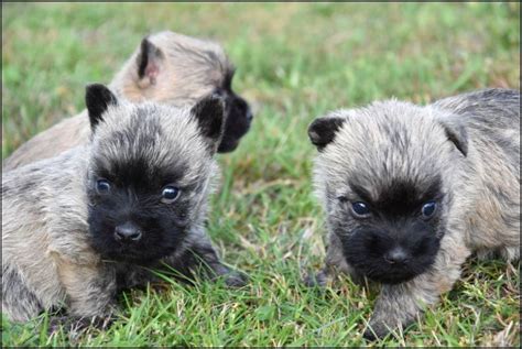 cairn terrier pups honden en puppys