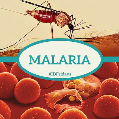 infectious disease fridays idfridays week  malaria