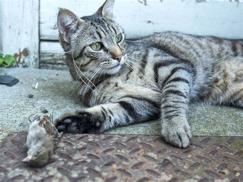 killer  home house cats   impact  local wildlife