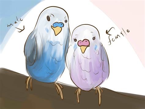 how to identify your budgie s gender 8 steps with pictures