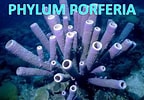 Afbeeldingsresultaten voor "rissoa Porifera". Grootte: 144 x 100. Bron: studylib.net