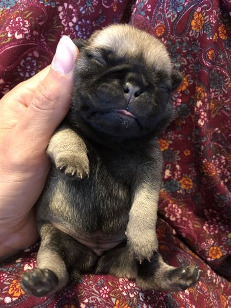 pug pup  week  cute pugs cute puppies dogs  puppies funny