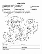 Db Studylib Excelguider Biology Nucleus Ribosomes Flashcards Grade Biologycorner sketch template