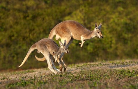 verity  amazing  kangaroo