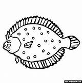 Flounder Coloring Fish Thecolor Pages sketch template