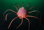 Afbeeldingsresultaten voor Helmet jellyfish. Grootte: 154 x 106. Bron: www.pinterest.com