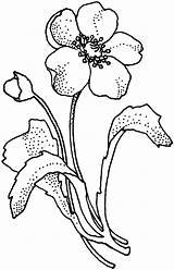 Poppy Coloring Pages Flower Drawing Arctic Papaveraceae Clipart Supercoloring Cliparts Flowers Printable Mohnblume Line Ausmalbild Color Poppies Super Ausmalbilder Von sketch template
