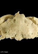 Afbeeldingsresultaten voor "alox Rugosum". Grootte: 129 x 185. Bron: www.crustaceology.com