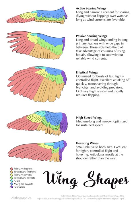 internal consistency    bat wings shaped    kinds  bird wings