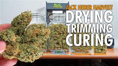 jack herer marijuana harvest dry weights complete guide youtube