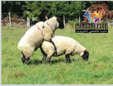 روش های بالا بردن درآمد پرورش دهندگان گوسفند