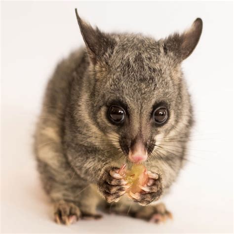 possums  australia fpc
