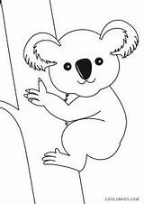 Koala Dibujo Cool2bkids Ausdrucken Malvorlagen sketch template