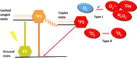 type   type ii mechanism  ros generation  photodynamic therapy  scientific