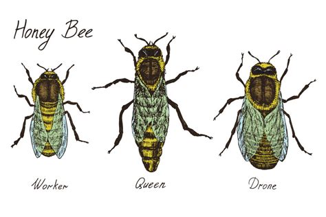 drone honey bees