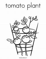 Tomato Coloring Plant Pumpkin Color Vine Pepper Template Print Pages Twistynoodle Built California Usa Noodle Getdrawings Getcolorings Change sketch template