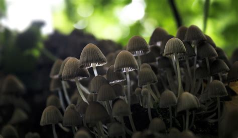 sunlight mushrooms  danimatie  deviantart