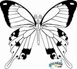 Butterfly Coloring Pages Easy Cycle Life Kids Realistic Drawing Monarch Fancy Printable Color Template Print Silhouette Colorings Sketch Getdrawings Colors sketch template