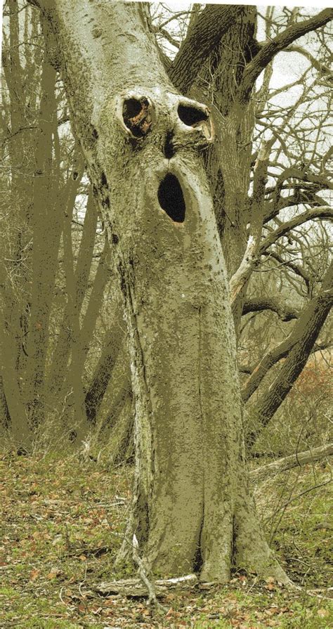 spooky tree owls  msmtrees pinterest