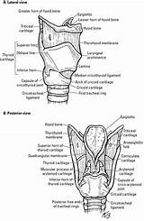 Larynx Pharynx Trachea Anatomy Thyroid Made Structure Dummies Cartilage sketch template
