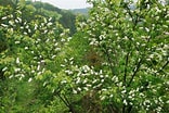 ウワミズザクラの花 に対する画像結果.サイズ: 156 x 104。ソース: forest17.com