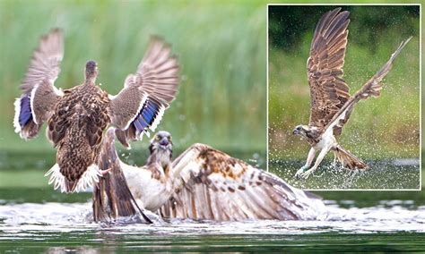 osprey takes a dunking after brave ducks fighting for