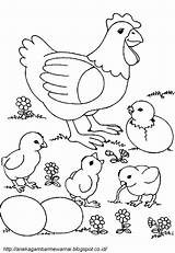 Ayam Mewarnai Gambar Anak Coloring Sketsa sketch template