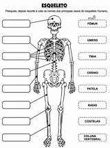 Ossos Humano Completar Osteologia sketch template