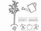 Seeds Coloring Johnny Color Appleseed Pages Plant Planting Grow Germination Seed Apple Printable Tree Template Kid Pitch Growing Popular sketch template